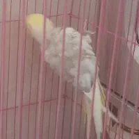 عروس هلندی|پرنده|سنندج, |دیوار