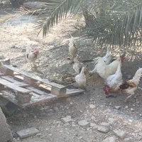 مرغ و خروس محلی|حیوانات مزرعه|اهرم, |دیوار