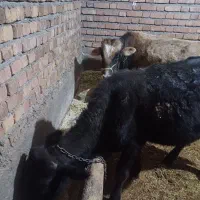 دوعدد گوساله نر مخصوص پای پروار|حیوانات مزرعه|حسین آباد, |دیوار