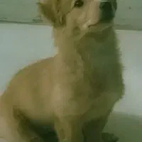 توله سگ 5 ماهه