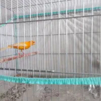 قناری لاکی پرتقالی|پرنده|شیراز, آبیاری|دیوار