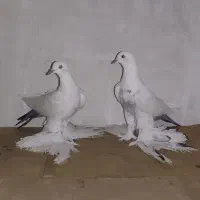 کبوتر|پرنده|تبریز, |دیوار