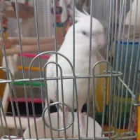 عروس هلندی الوینو