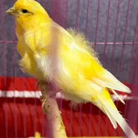 قناری|پرنده|گرگان, |دیوار