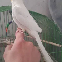 لوتینو نر دستی مست