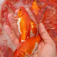 ماهی قرمز سایز طعمه اردک ماهی