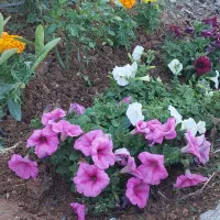 معاوضه-و-فروش-باغ-1000-متری-با-خودرو