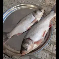 ماهی قزل سفید پرورشی کیلویی250وماهی رودخونه ای180