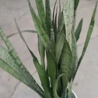 گل شمشیری|گل و گیاه طبیعی|بیستون, |دیوار