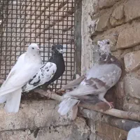 کبوتر فروشی تهرانی|پرنده|بوئین زهرا, |دیوار