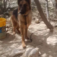 سگ ژرمن ماده