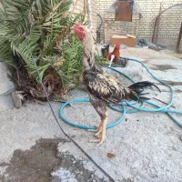 خروس لاری اصل صابونی