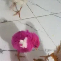 فروش خروس و جوجه محلی