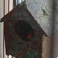 فنچ|پرنده|باقرشهر, |دیوار