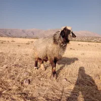 قوچ بختیاری میش بز کهر بره نر ماده ترکی|حیوانات مزرعه|شیراز, احمدی جنوبی|دیوار