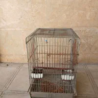 قفس طوطی کاسکو مرغ مینا