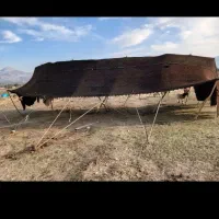 سیاه چادر یا داور