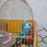 پرنده|پرنده|اهواز, عین ۲|دیوار