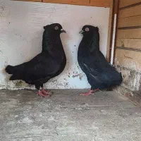 کبوتر