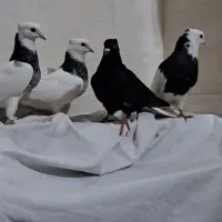 کبوتر