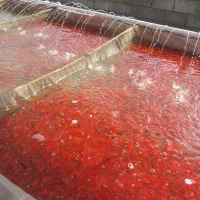 فروشگاه عمده ماهی قرمز برادران باهو