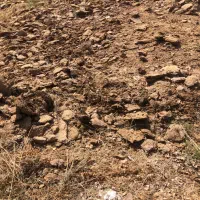 کود گوسفندی|خدمات باغبانی و درختکاری|ماهان, |دیوار