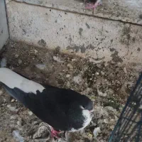 شهری|پرنده|اردکان, |دیوار