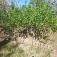 نهال بادام وطن|گل و گیاه طبیعی|عجب شیر, |دیوار