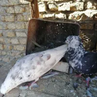 کفتر|پرنده|یزد, |دیوار