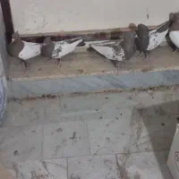 سینه قهوه ای|پرنده|شیراز, گویم|دیوار