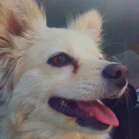 سگ پامر پا کوتاه