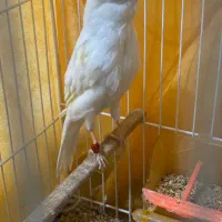 قناری نر مست مست|پرنده|تبریز, |دیوار