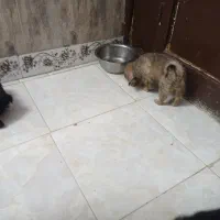 توله سگ پا کوتاه|سگ|ورامین, ریحان آباد|دیوار