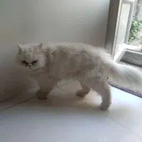 فروش