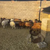 میش همو هترو