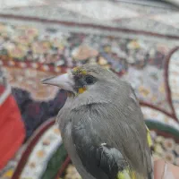 سهره ماده جوجه قفس درجه یک اماده جفت