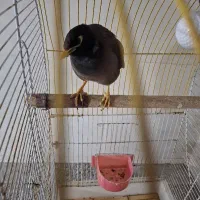 مرغ مینا جوان