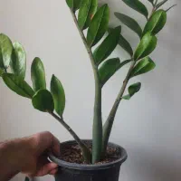 گل زاموفیلیا