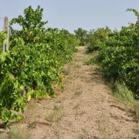 باغ با سندِ تک برگ و سهمیه ی آب به صورت قطره ای|فروش دفتر صنعتی، کشاورزی، تجاری|کرج, منطقه ویژه اقتصادی پیام|دیوار