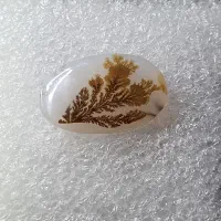 شجر تک درخت طبیعی قائن