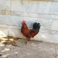 خروس گمشده از روستای دارایی