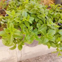 گل ناز یخی|گل و گیاه طبیعی|ساوه, |دیوار