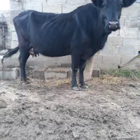 گاو تالشی فقیر با گوساله امپولی سیمنتال نر|حیوانات مزرعه|رشت, یخسازی|دیوار