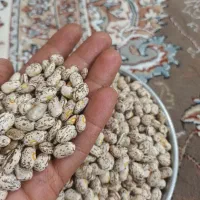 لوبیا چیتی وقرمز خوشپخت تازه برداشت کردیم