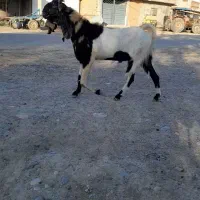 تکه پاکستانی|حیوانات مزرعه|انبارآلوم, |دیوار