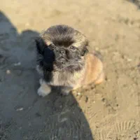 سگ پشمالو کوچولو نازنازی|سگ|گرگان, |دیوار