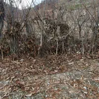 نهال گردو درجه یک