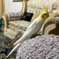 عروس هلندی سخنگو