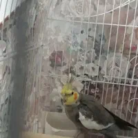 سلام عروس هلندی نر اماده برکت ۶ماهه