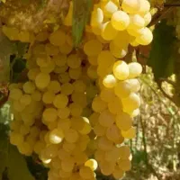 فروش عمده و خرده انواع نهال ها|خدمات باغبانی و درختکاری|پیرانشهر, |دیوار